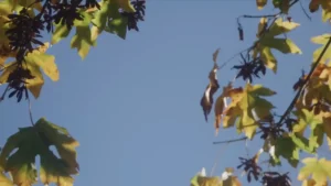 Needleman home hero video poster image of leaves and sky